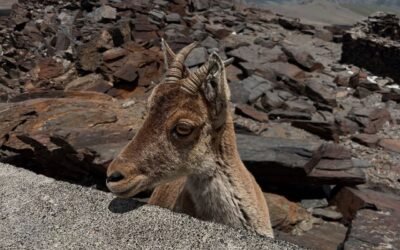 Información de Seguridad en Sierra Nevada – Ficha Semanal (11.07.2025)