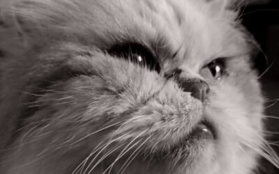 Formación de Gestión de Colonias Felinas en Granada